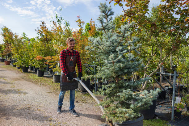 Reliable De Smet, SD Tree Service Solutions